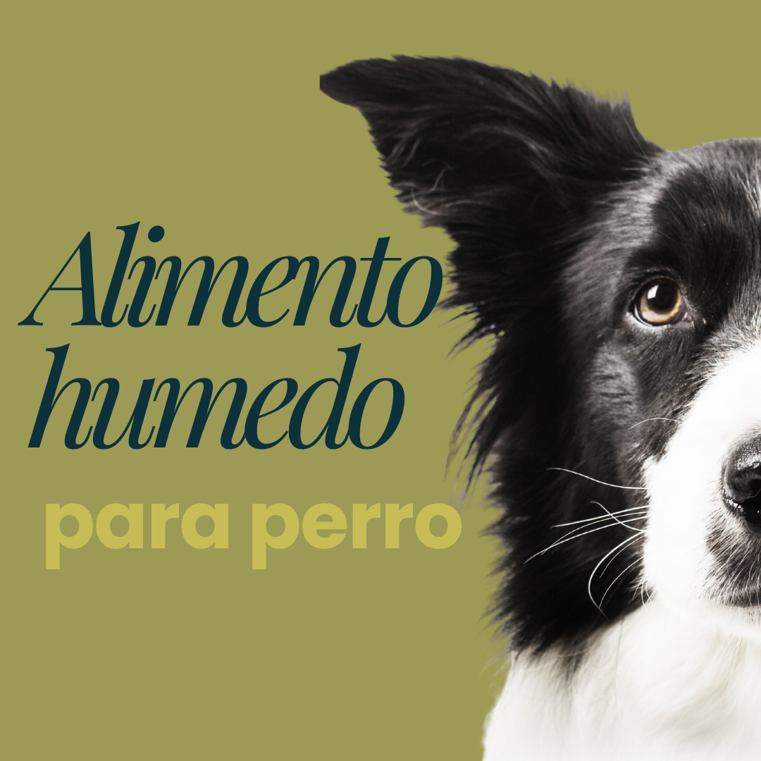 Alimento húmedo para perros