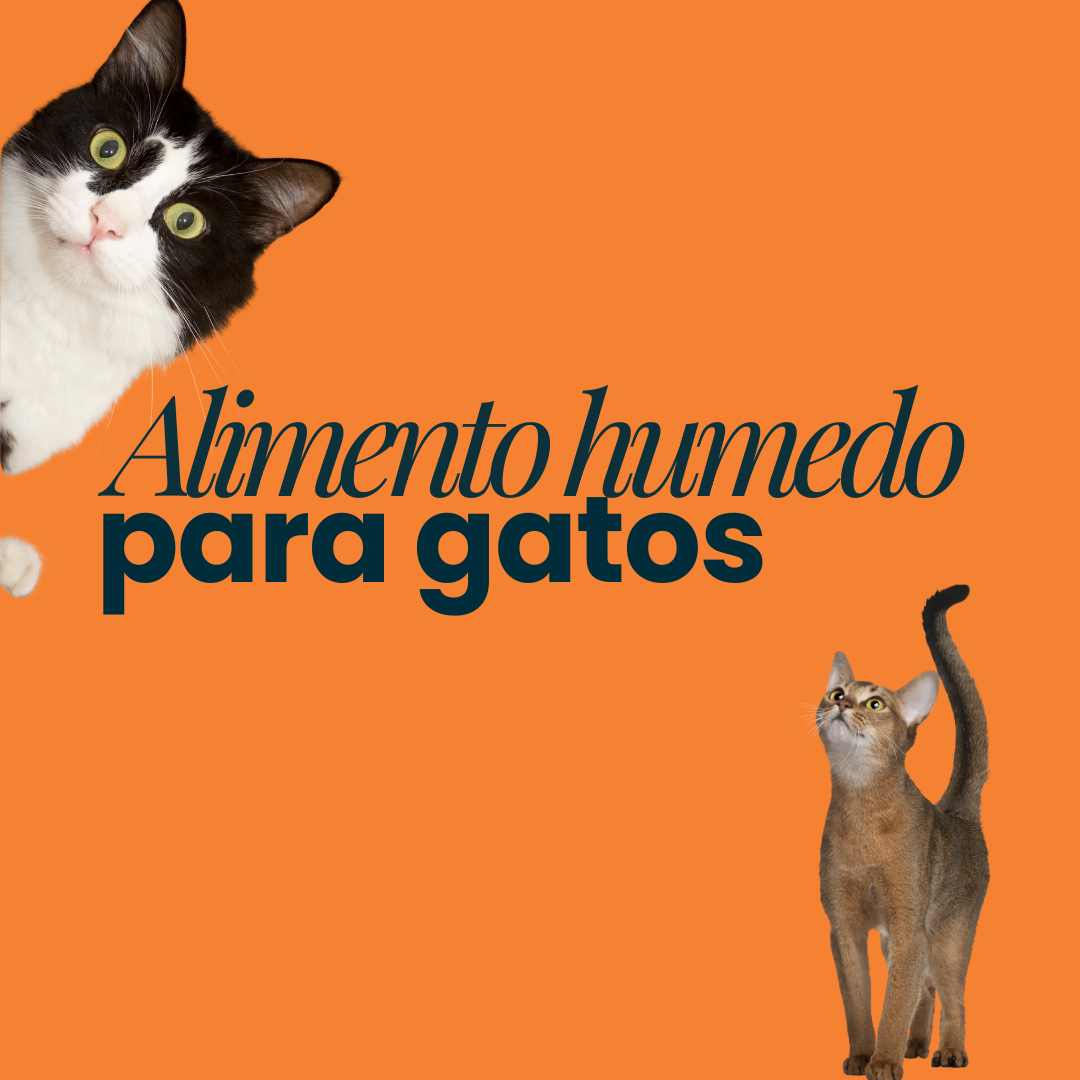 Alimento húmedo para gato